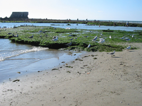 fort h aujour 1